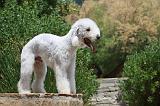 BEDLINGTON TERRIER 009